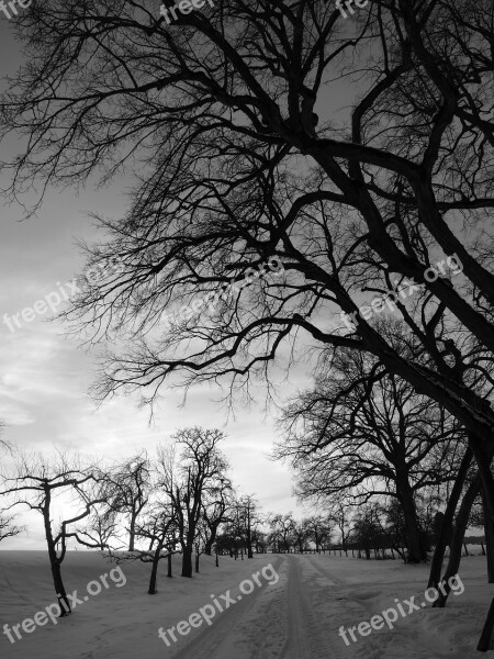 Winter Landscape Snow Away Trace