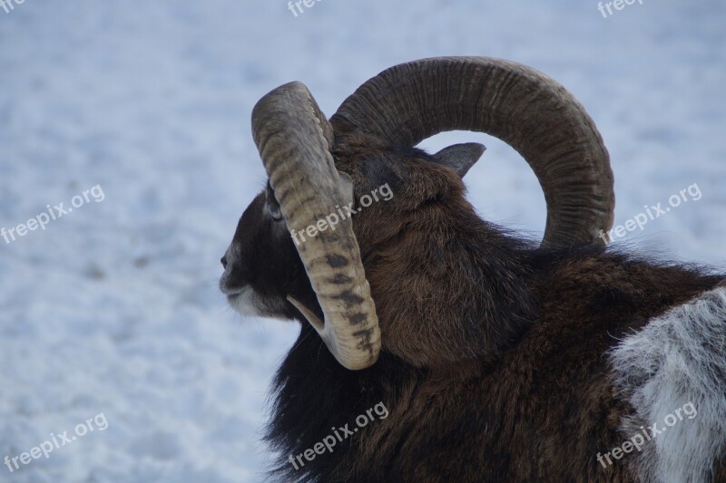 Sheep Mouflon Winter Snow Winter Fur