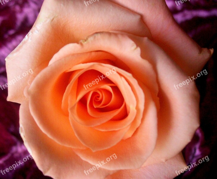 Roses Peach Rose Flower Floral Nature