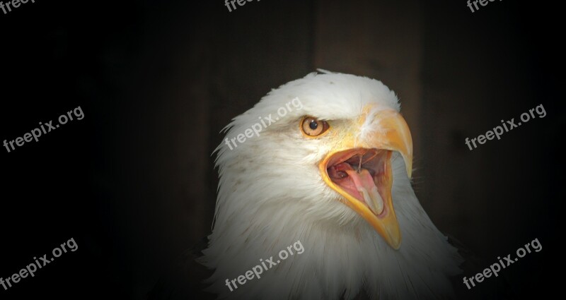 White Tailed Eagle Bald Eagle Cry Bird Of Prey Falconry