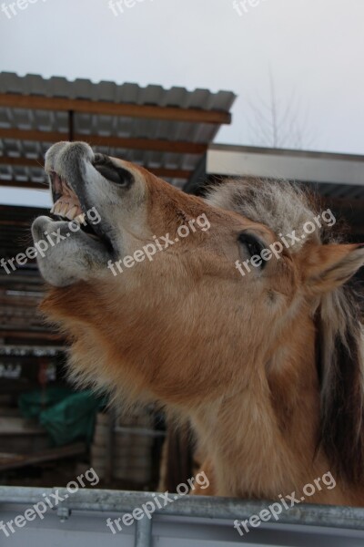 Horse Animal Foot Free Photos