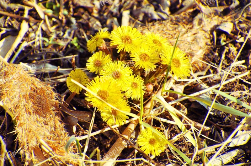 Flower Yellow Spring Coltsfoot Free Photos