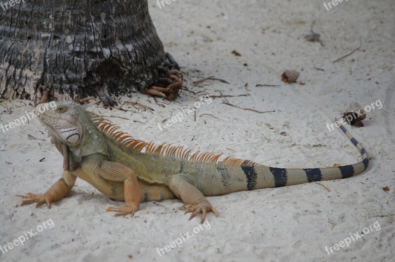 Iguana Beach Summer Free Photos