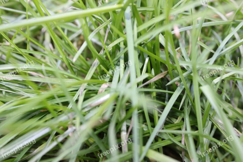 Grass Nature Grasses Plant Meadow