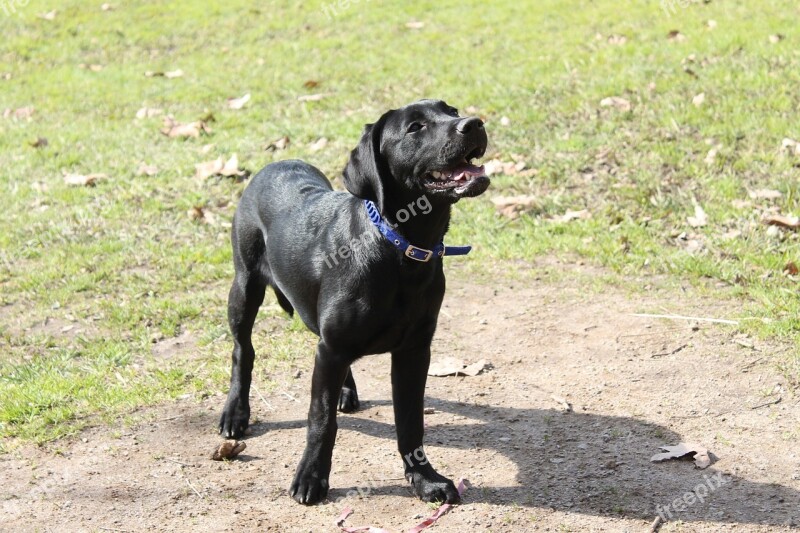 Dog Retriever Animal Black Puppy