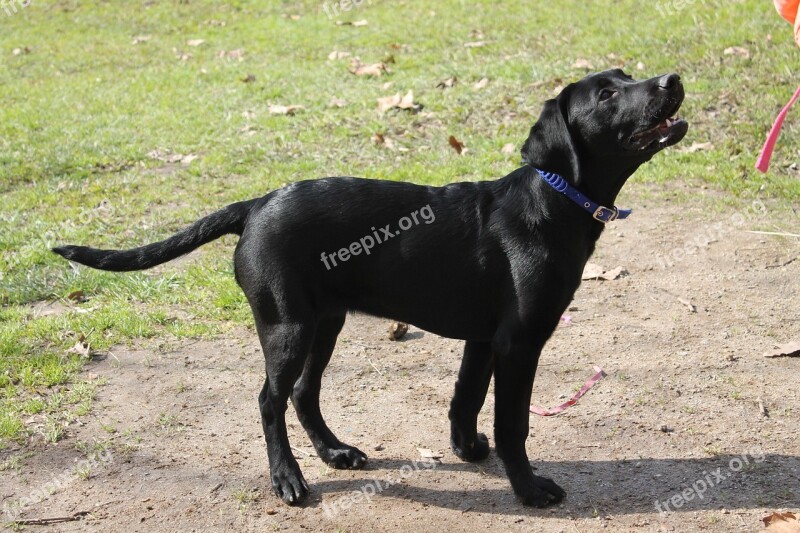 Dog Retriever Animal Black Puppy