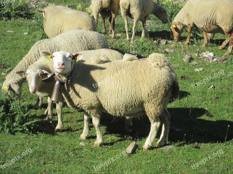 Sheep Mountain Pyrenees Animals Nature