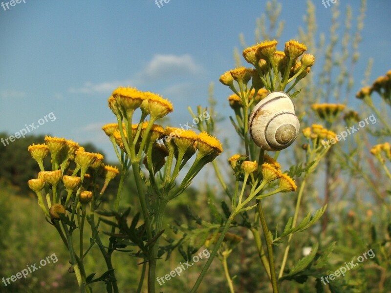 Snail Flowers Summer Meadow Polyana