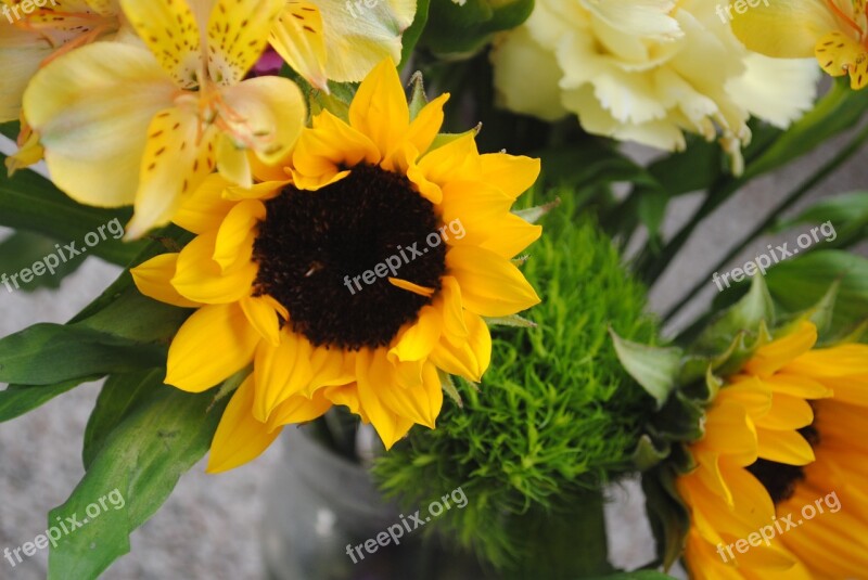 Sunflower Yellow Flower Nature Summer