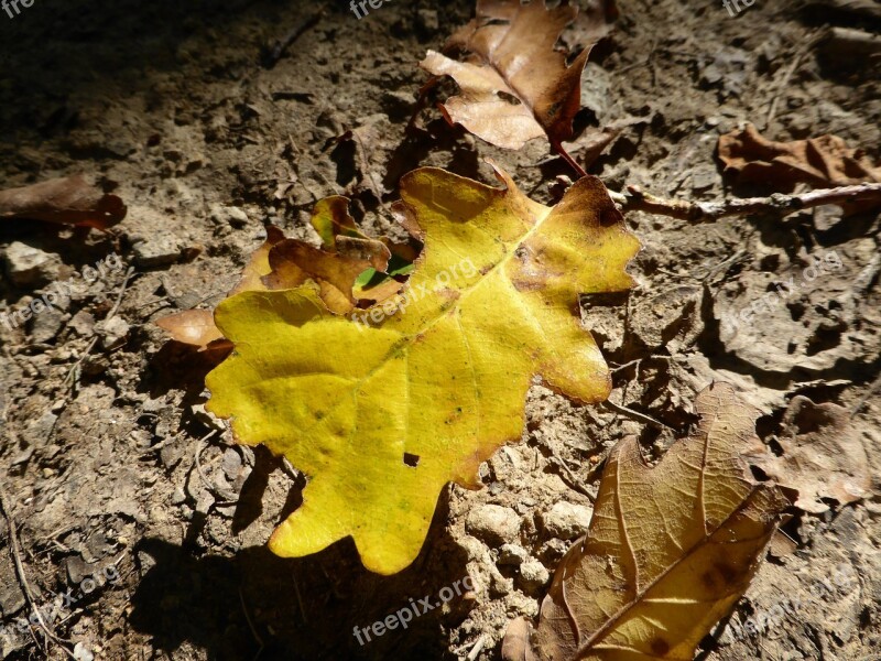 Foliage Nature Autumn Yellow Avar