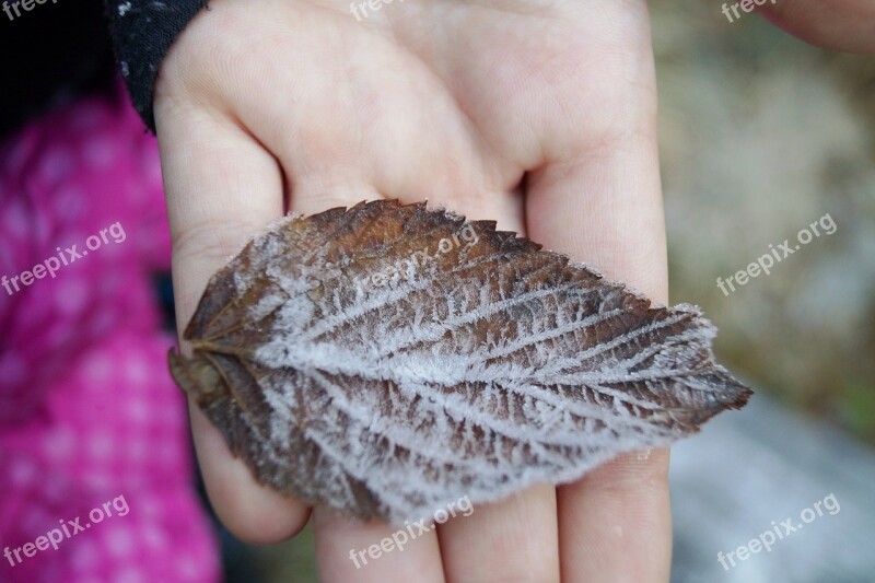 Sheet Autumn Icing Rime Nature