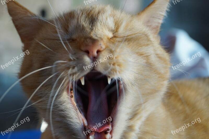 Cat Teeth Pet Domestic Cat Tiger