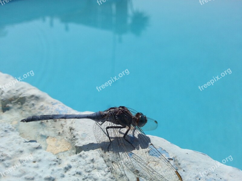 Insect Pool Dragonfly Free Photos