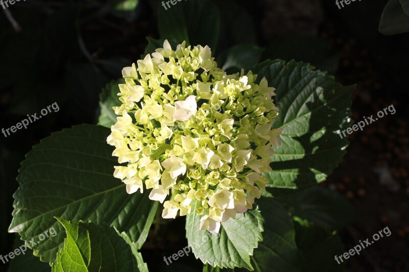 Flower Yellow Flower Nature Plant Garden