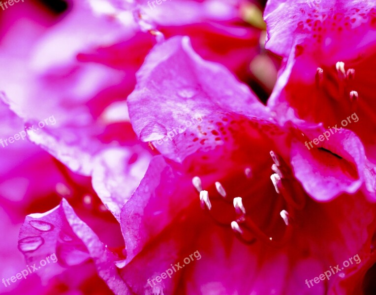 Pink Flower Drip Petals Macro