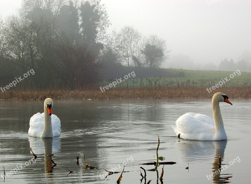 Swans Landscape Pond Winter Free Photos