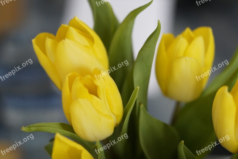 Tulips Yellow Flower Blossom Bloom