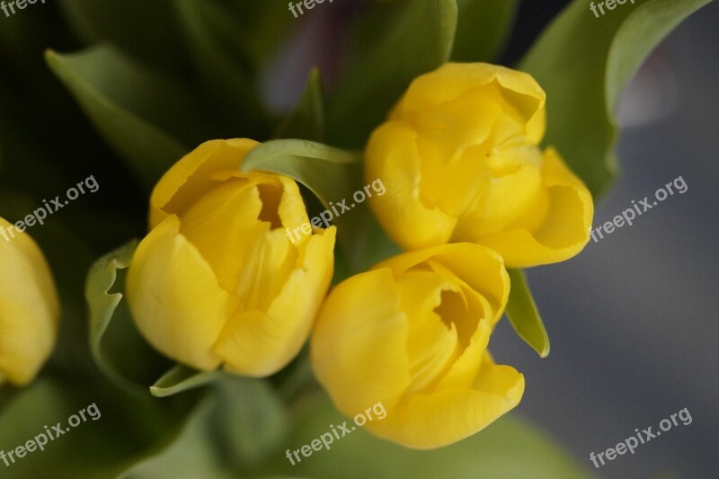 Tulips Yellow Flower Blossom Bloom