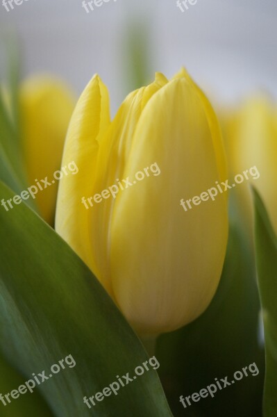 Tulips Yellow Flower Blossom Bloom