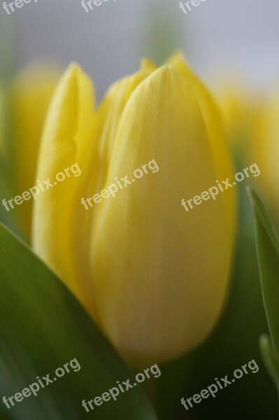 Tulips Tulip Bouquet Bouquet Spring Spring Flower