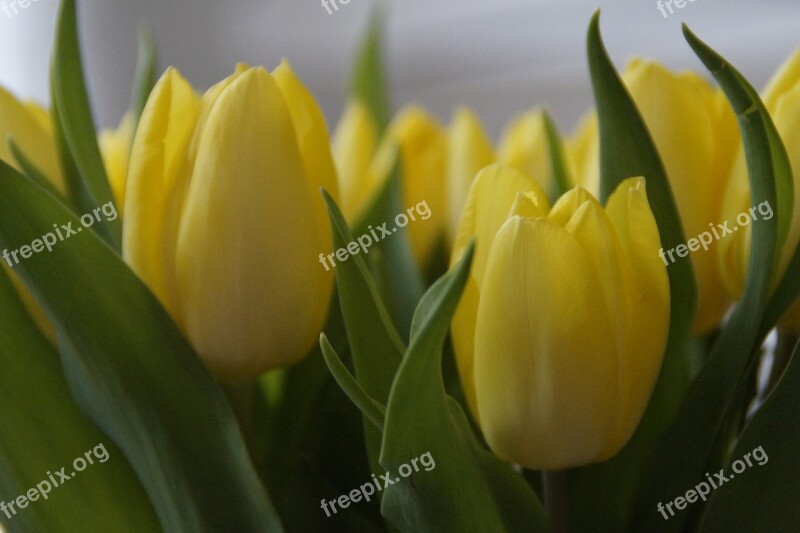 Tulips Tulip Bouquet Bouquet Spring Spring Flower