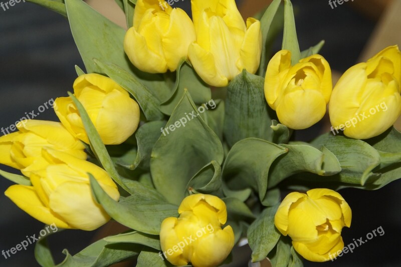 Tulips Tulip Bouquet Bouquet Spring Spring Flower