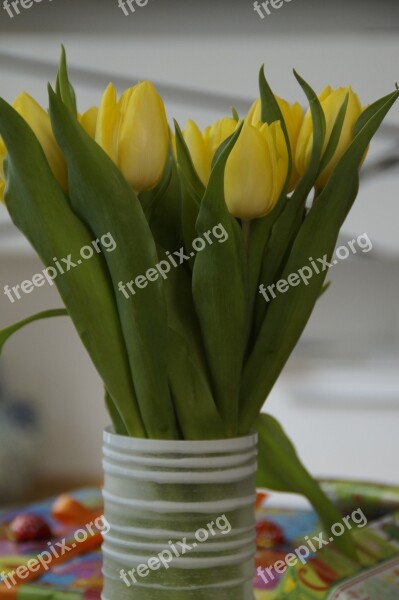 Tulips Tulip Bouquet Bouquet Spring Spring Flower