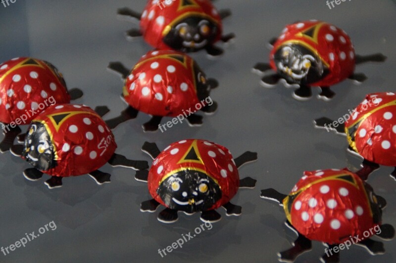 Beetle Ladybug Lucky Ladybug Decoration Chocolate Beetle