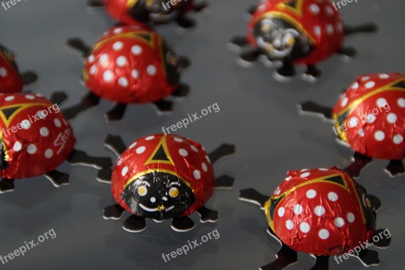 Beetle Ladybug Lucky Ladybug Decoration Chocolate Beetle