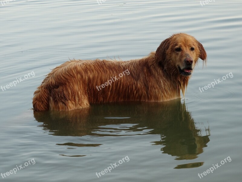 Dog Lake Swim Water Sports Free Photos