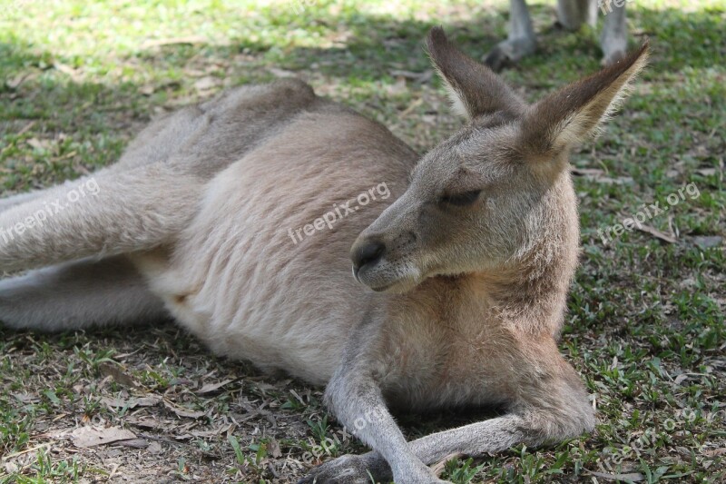 Kangaroo Australia Animals Free Photos