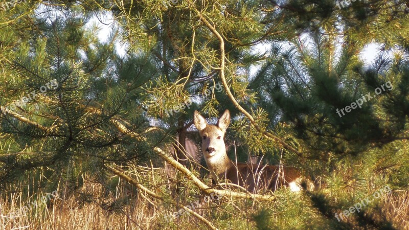 Roe Deer Trees Fallow Deer Meadow Animal