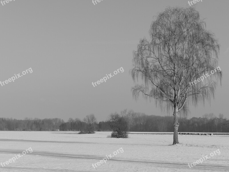 Tree Lonely Birch Nature Snow