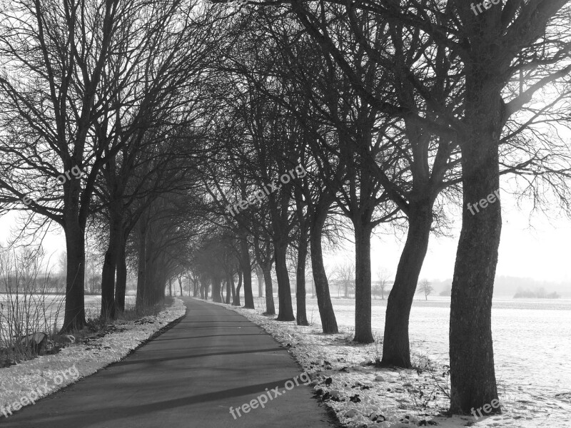 Avenue Trees Road Nature Landscape