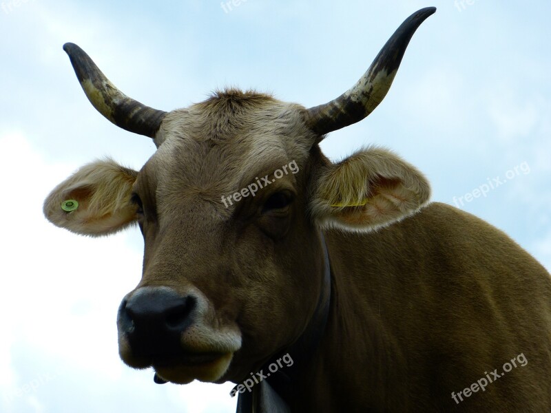 Cow Beef Animal Milk Cow Horns