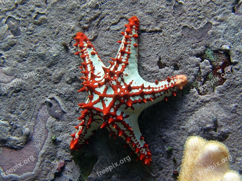 Starfish Red White Meeresbewohner Underwater