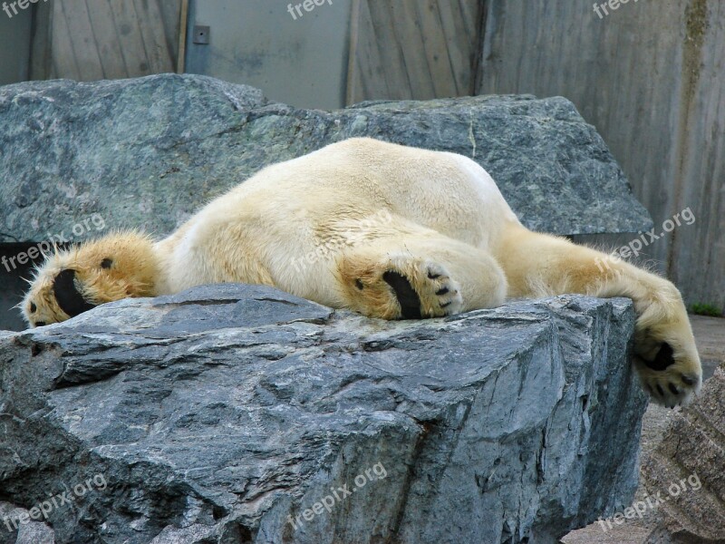 Polar Bear Lazy Zoo Sleep Free Photos