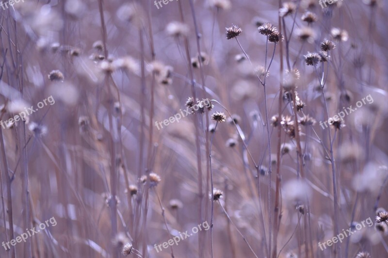 Ambiance Flowers Dry Plant Nature