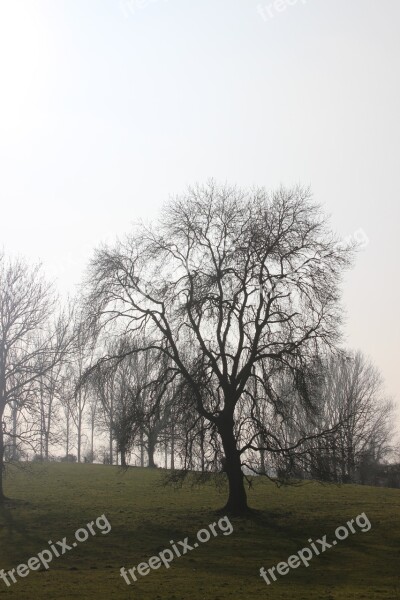 Tree Winter Nature Bare Free Photos