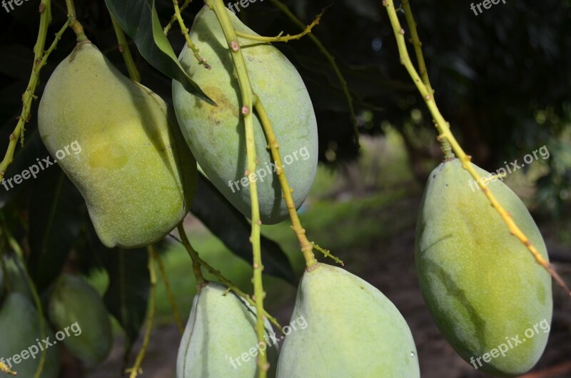 Fruit Plant Mato Poconé Free Photos