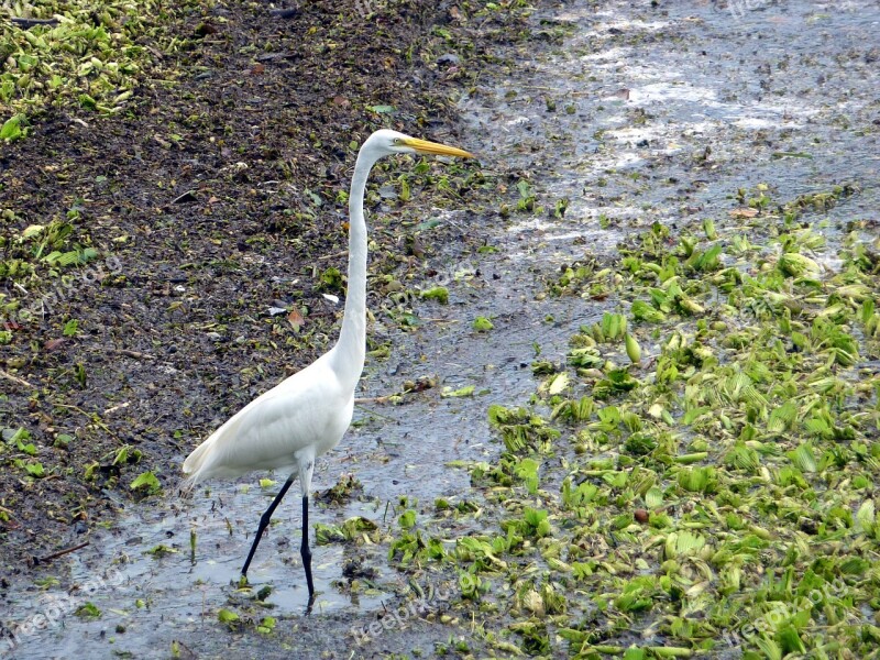 Egret Bird White Animal Wader