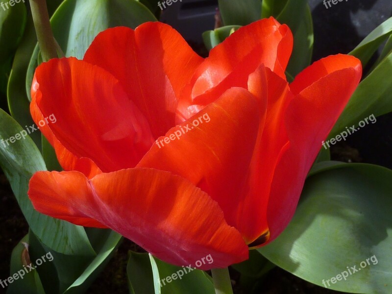 Tulip Flower Red Spring Rhapsody