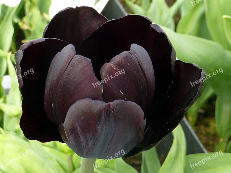 Tulip Flower Black Free Photos