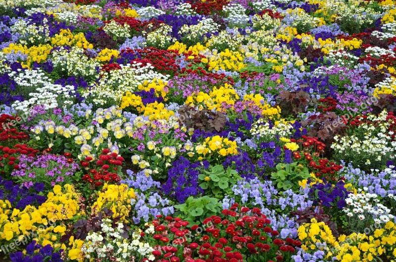 Flowers Color Colorful Bed Nature