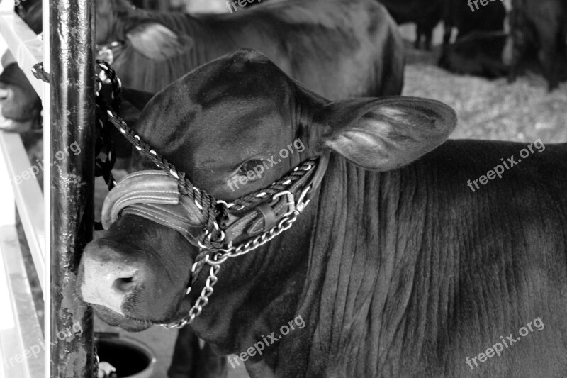 Cow Fair Angus Cattle Farm