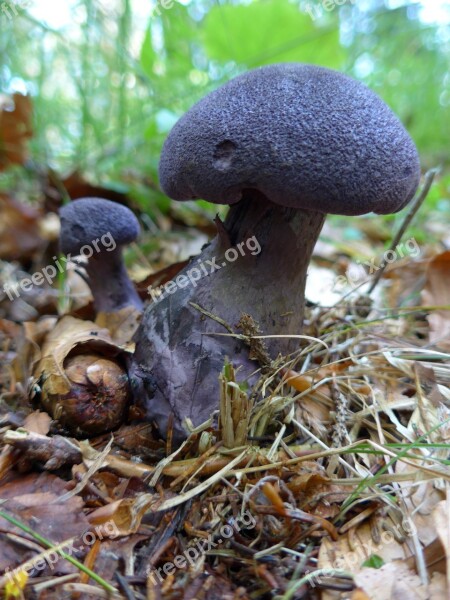 Mushrooms Agaric Purple Schleierling Free Photos