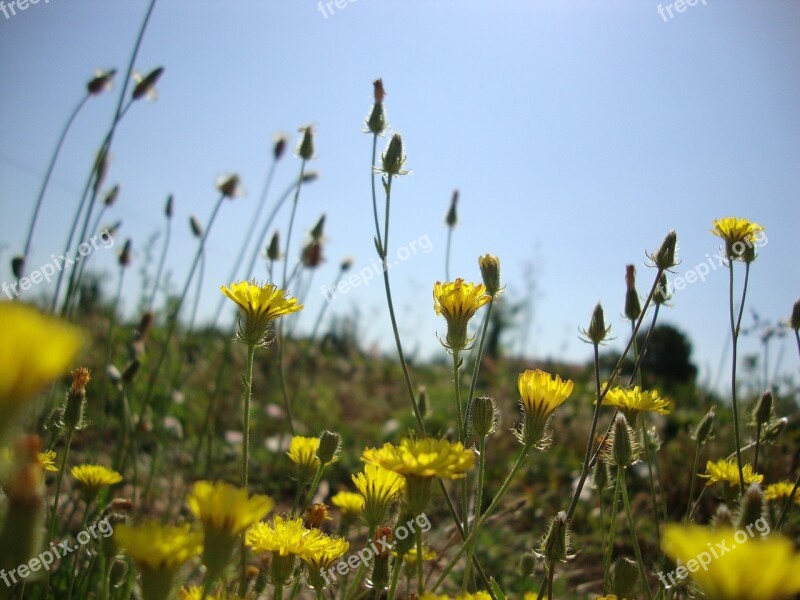 Flowers Ceu Flower Of The Field Nature Free Photos