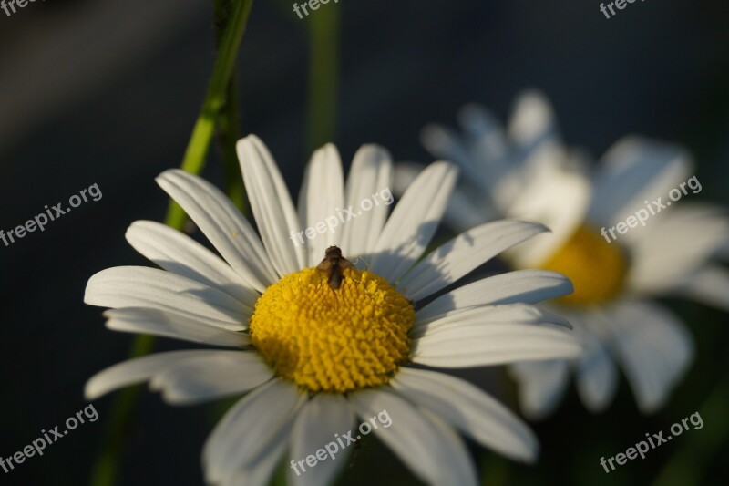 Keywords Fotomontáž Insect Flower Fly Nature Flower