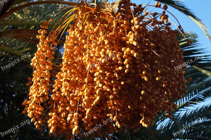 Palm Dates Datlová Palma Mediterranean Summer