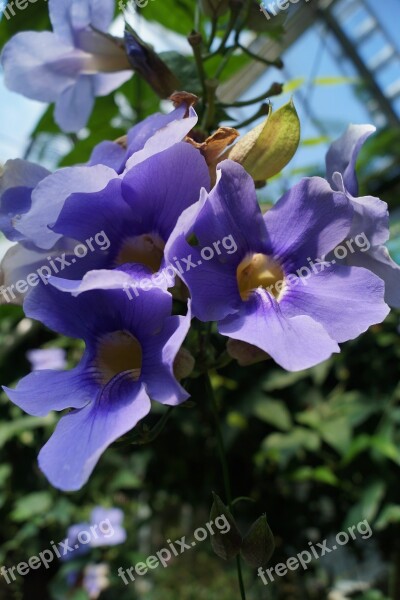 Flower Tropics Purple Creeper Free Photos